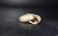 Oxychilus draparnaudi