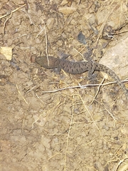 Nactus cheverti