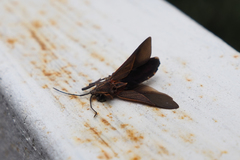 Physomerus grossipes