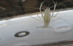 Troglocambarus maclanei