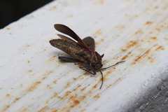 Physomerus grossipes