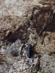 Coleoptera