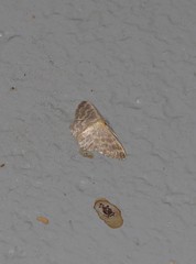 Idaea simplex