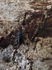 Coleoptera
