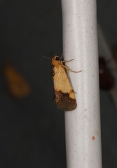 Acontia thapsina