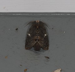 Archigargetta amydra