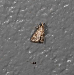 Aporocosmus lamprodeta