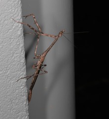 Austrovates variegata