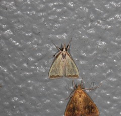 Autocharis mimetica