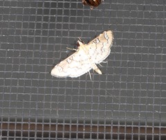 Cotachena hicana