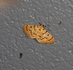 Dichocrocis erixantha