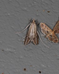 Euclasta maceratalis