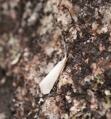 Asmicridea edwardsii