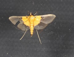 Filodes fulvibasalis