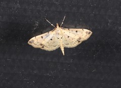 Herpetogramma cynaralis
