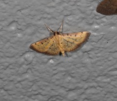 Herpetogramma hipponalis