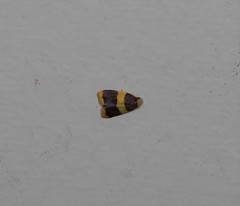 Heterallactis phlogozona