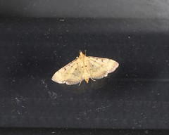 Herpetogramma hipponalis