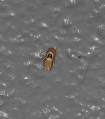Hieromantis ephodophora