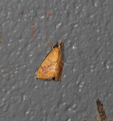 Hyalobathra brevialis