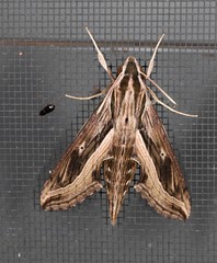 Hippotion velox