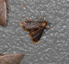 Hypsopygia mauritialis