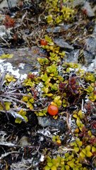 Coprosma perpusilla perpusilla