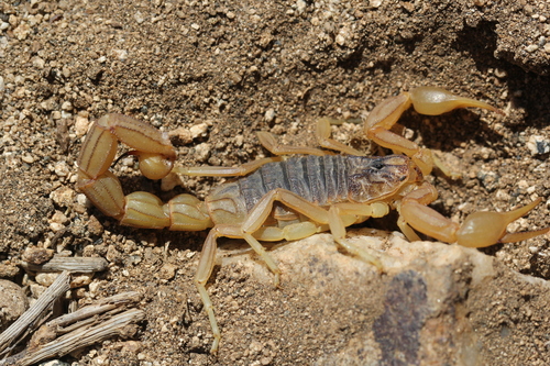 Buthus lienhardi