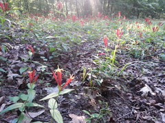 Spigelia marilandica