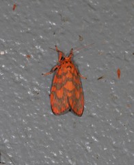 Miltochrista quadrilineata