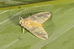 Castrica phalaenoides