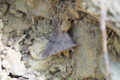 Hypospila bolinoides