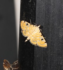 Notarcha