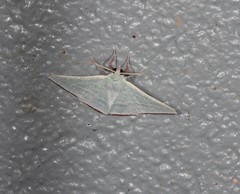 Oenochroma infantilis