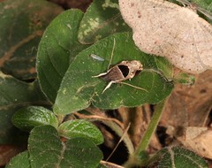 Helcystogramma hibisci
