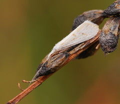 Asmicridea edwardsii