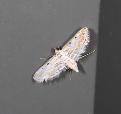 Parapoynx dentizonalis