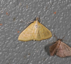 Paratalanta aureolalis