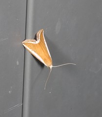 Rivula niphodesma