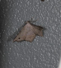 Semiothisa drepanata