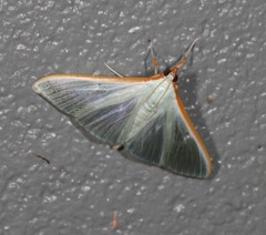 Stemorrhages amphitritalis