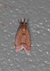 Syntonarcha vulnerata