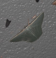 Thalassodes dorsilinea