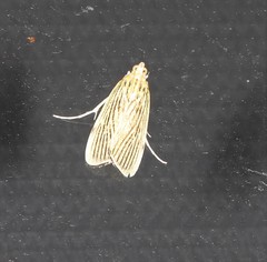 Tyspanodes linealis