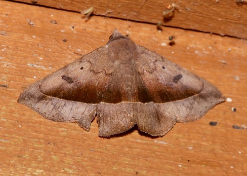 Ferguson's Epidromia Moth photo 3