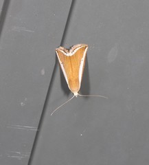 Rivula niphodesma