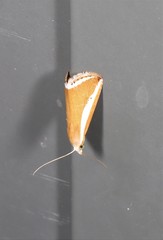 Rivula niphodesma