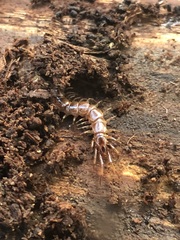 Chilopoda