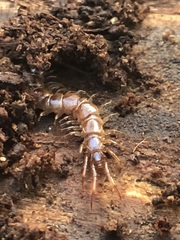 Chilopoda