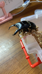 Serrognathus titanus